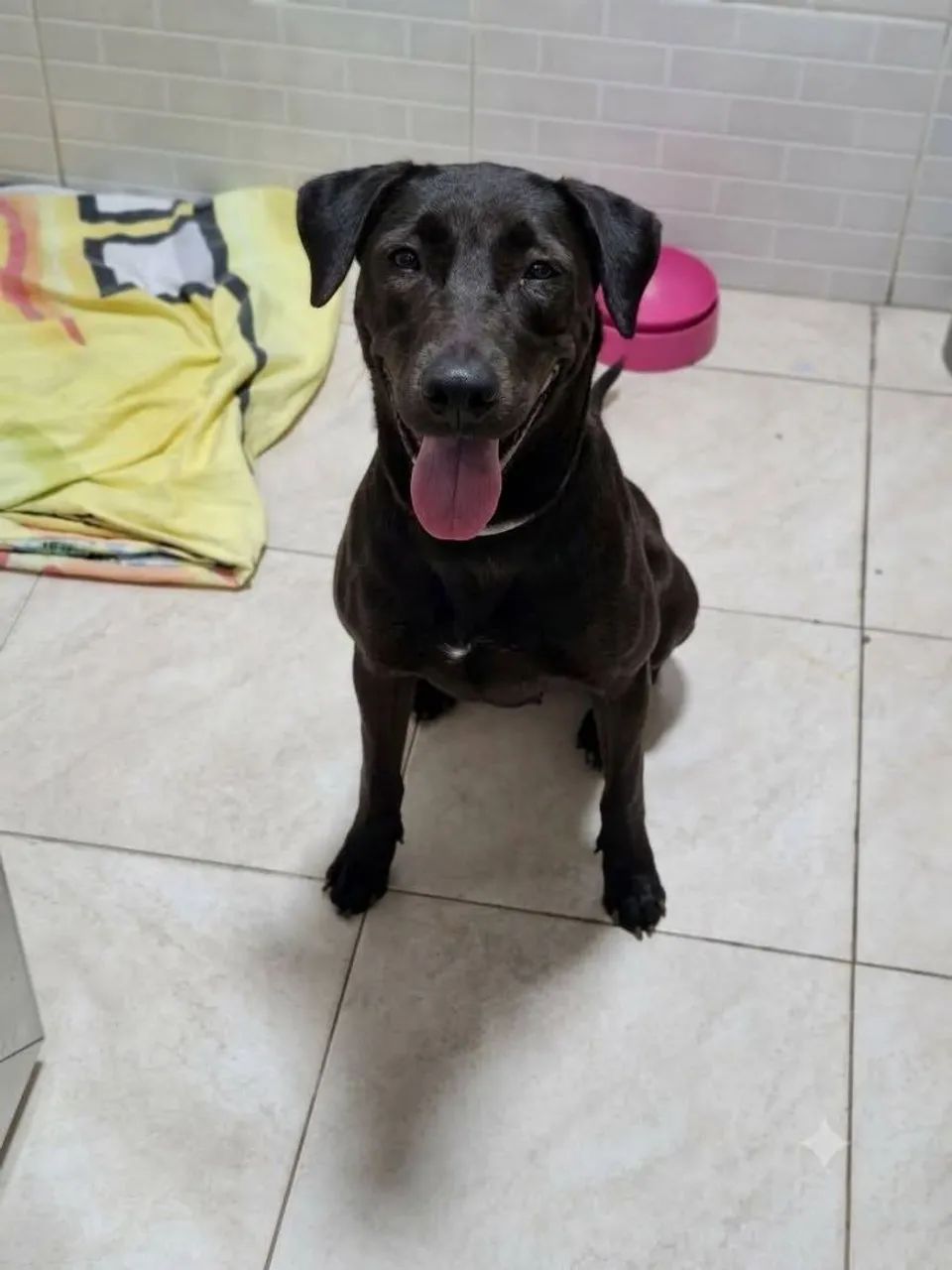 Mestiça de labrador - Foto 5
