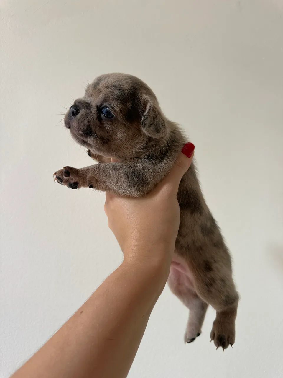 Buldogue Francês  - Foto 2