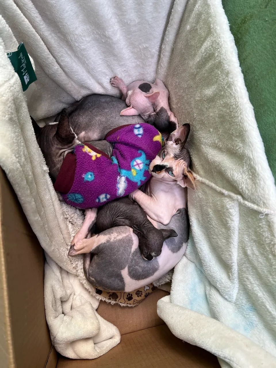 Gatos sem pelo (Sphynx)
