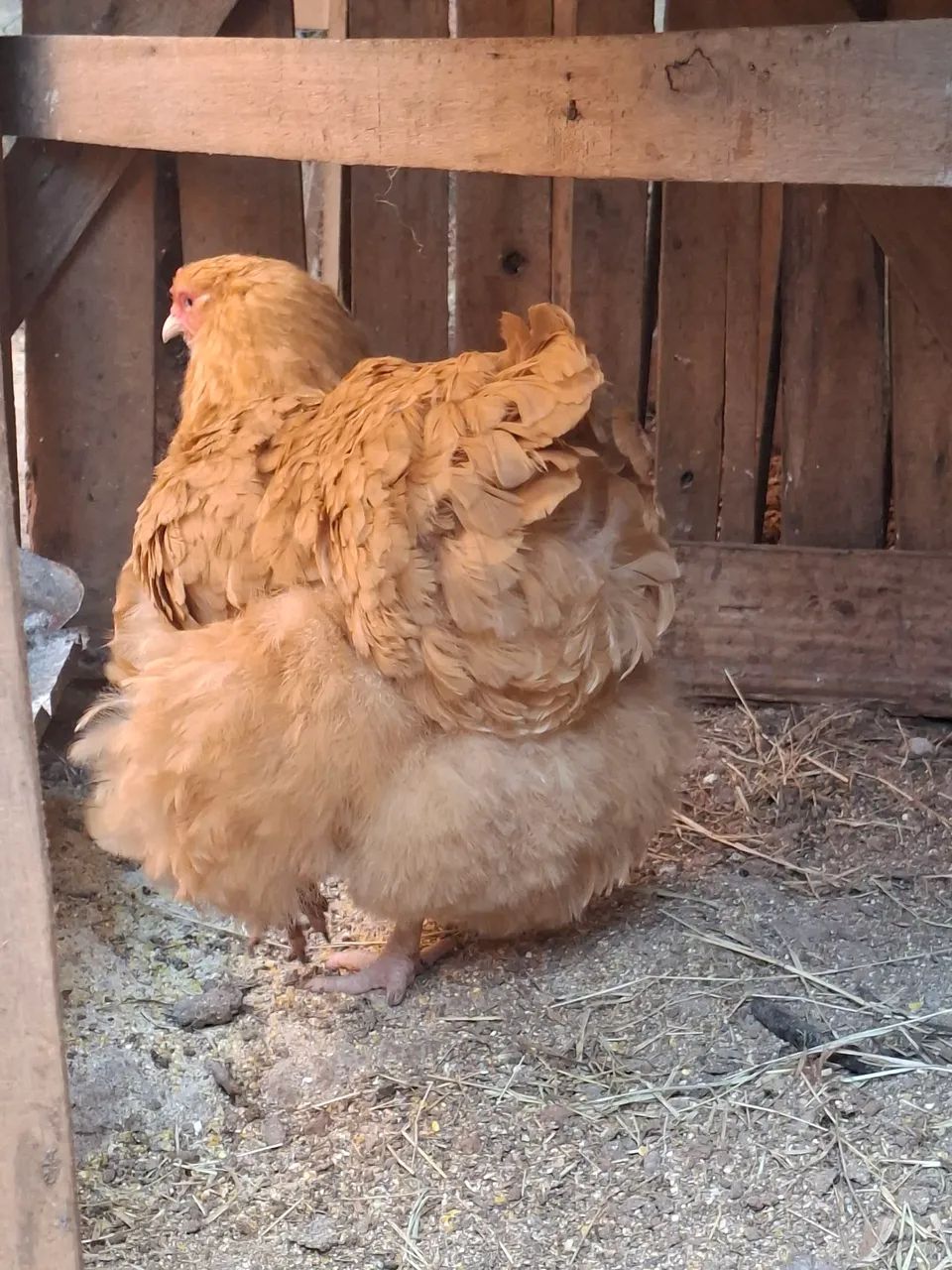Ovos férteis  - Foto 2
