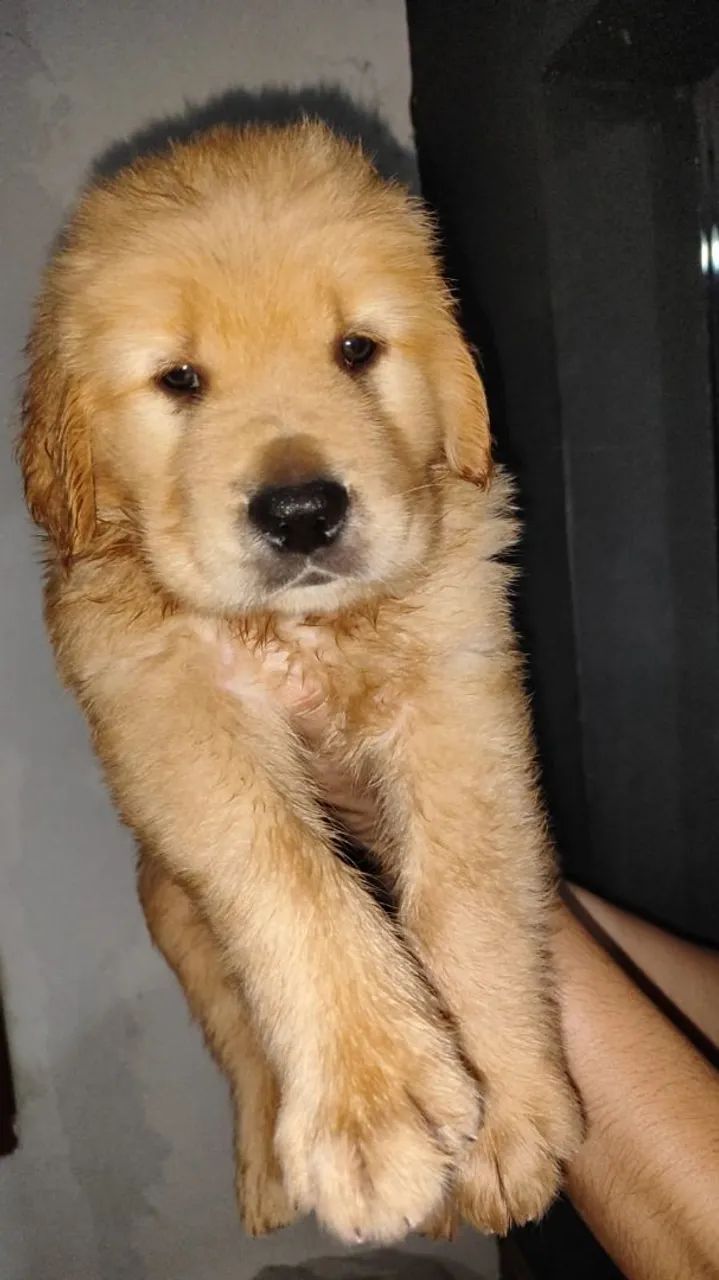 Filhotes de Golden  - Foto 2