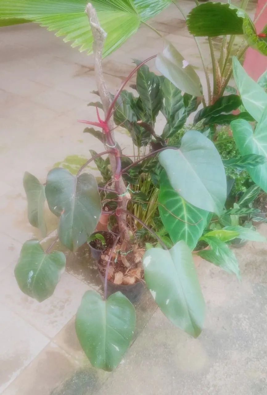 Philodendron pink Princess 