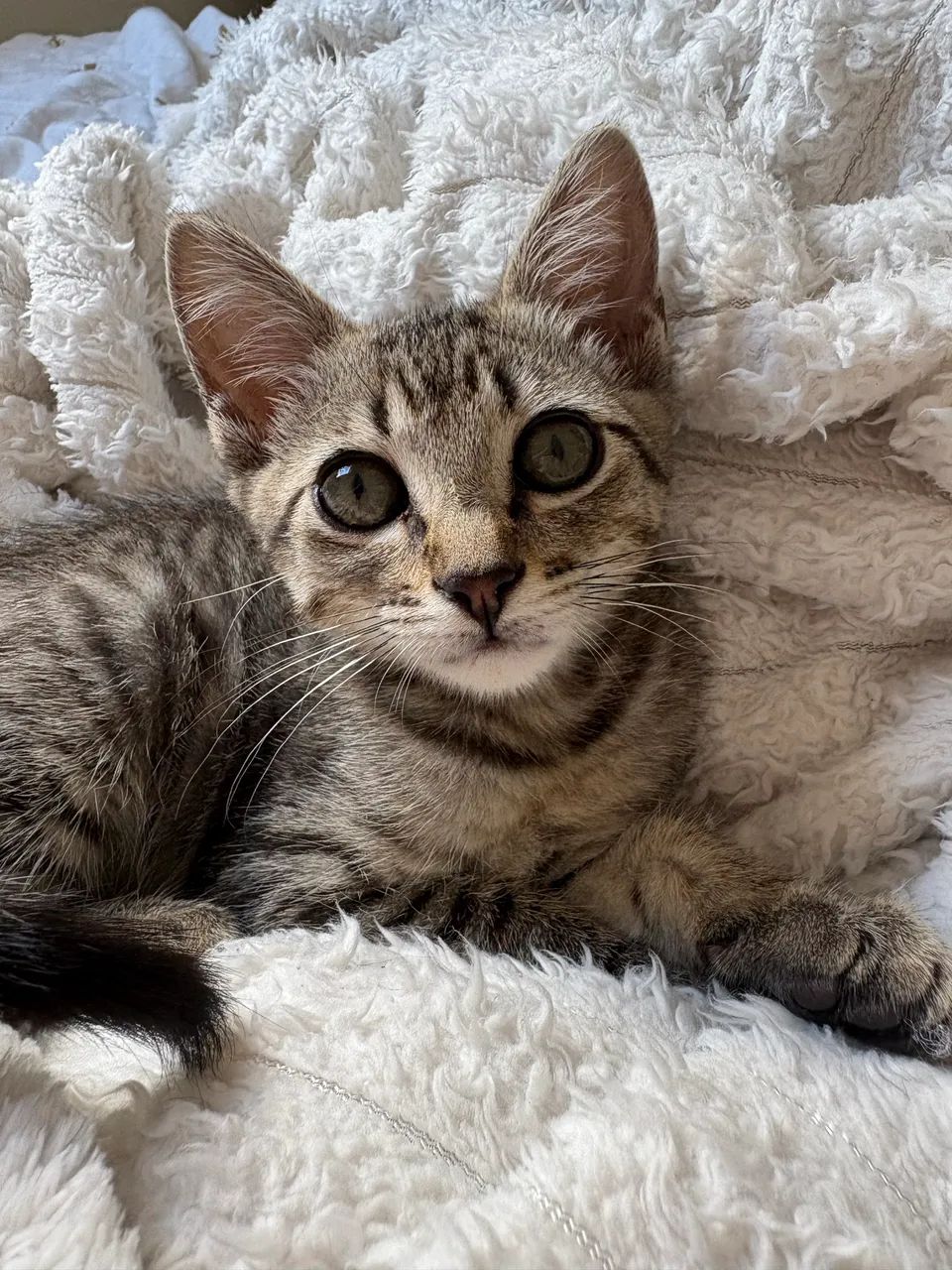 Gatinha para adoção  - Foto 3