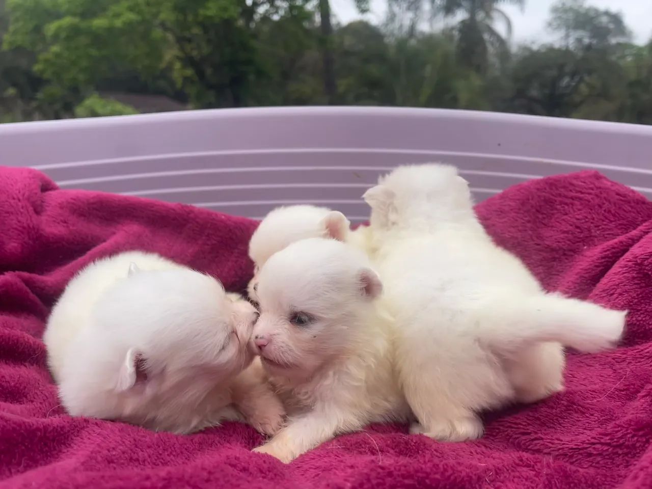 Spitz Alemão Machos - Foto 4