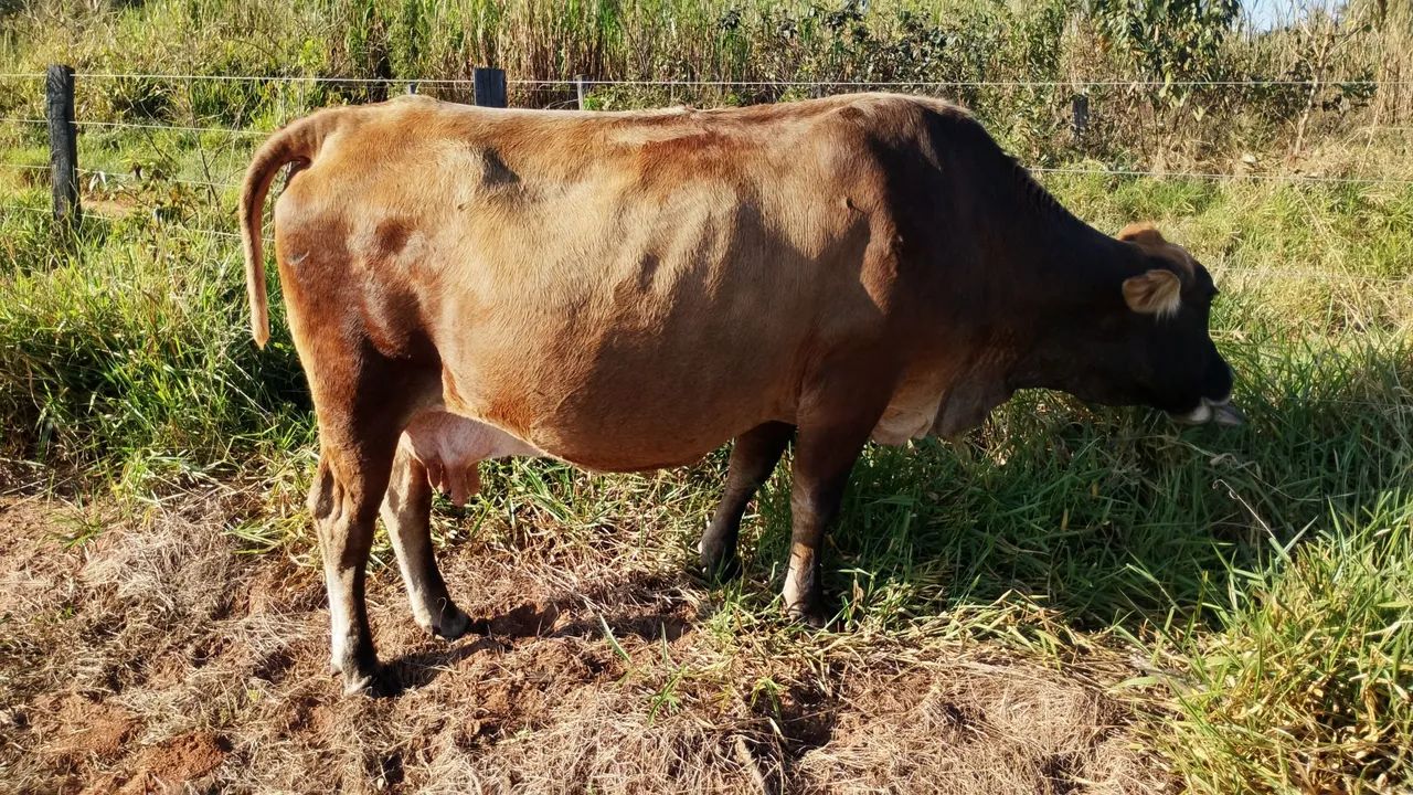 Vaca leiteira prenha 4 500 só hoje - Foto 3