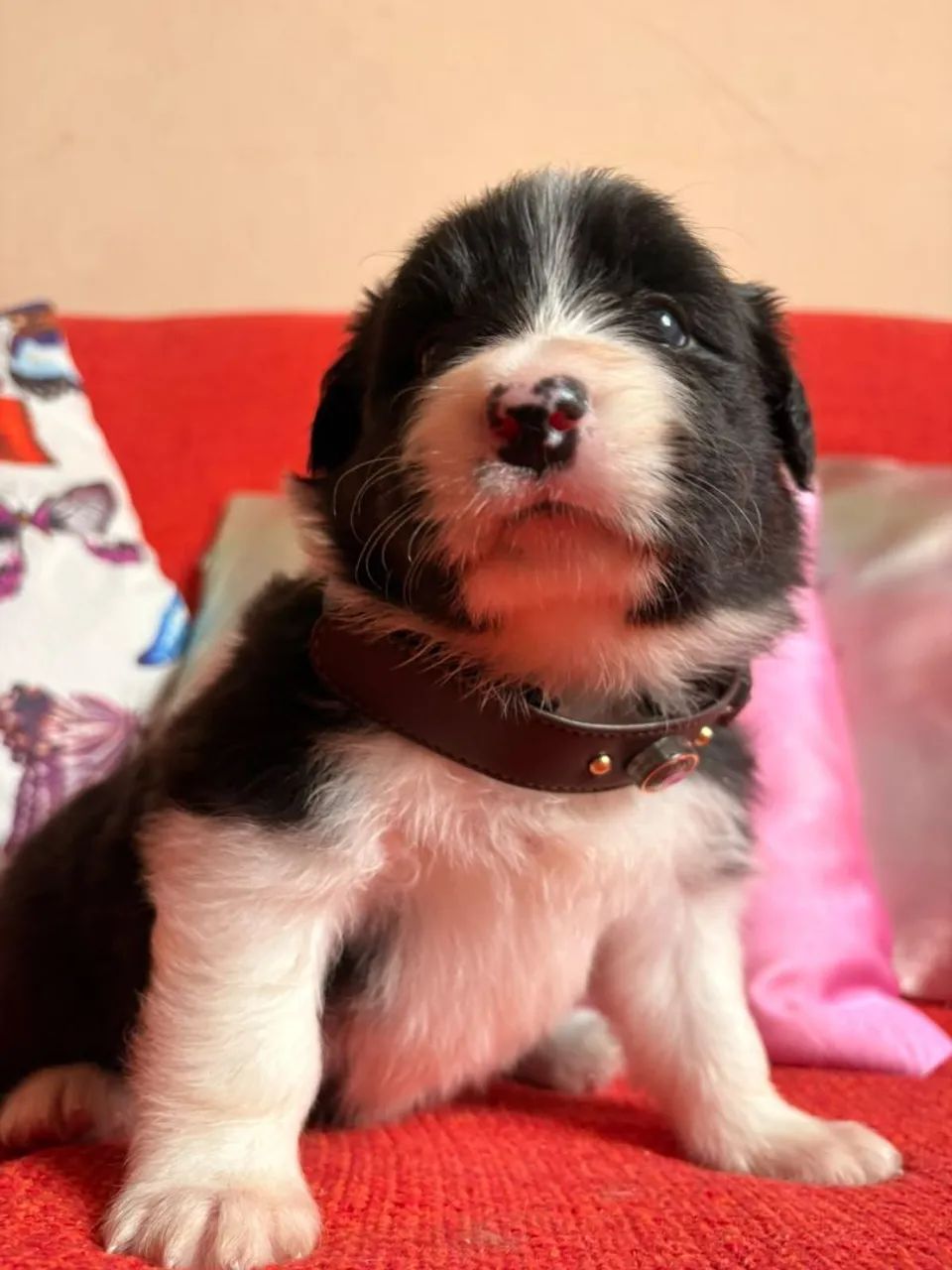 Filhotes de Border Collie  - Foto 5