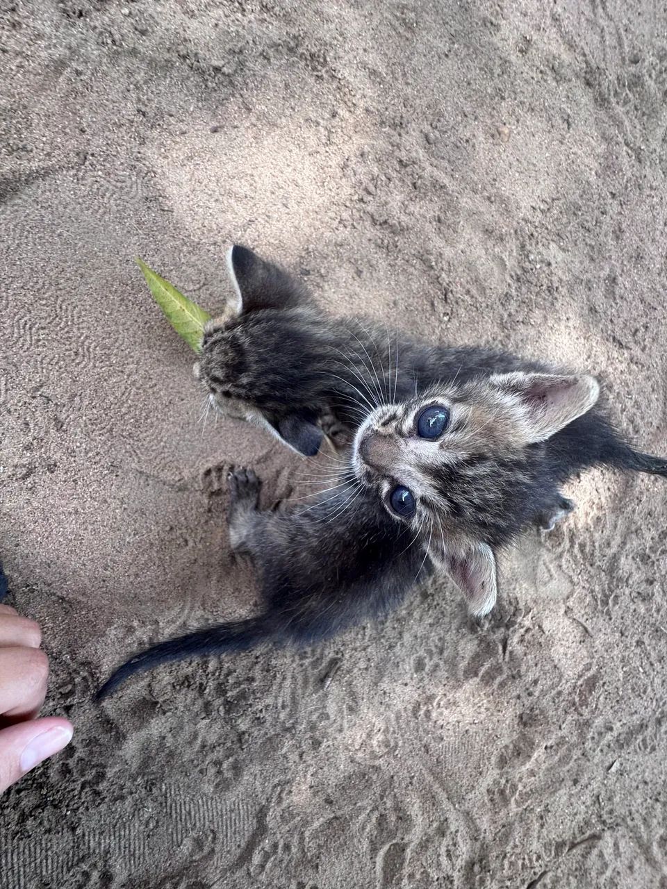 Doa se gatinhos bebê  - Foto 5