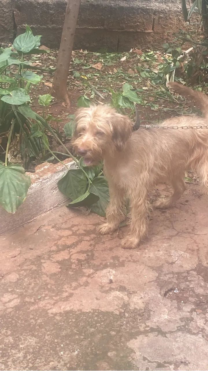 Doa se cachorra com 1 ano - Foto 2