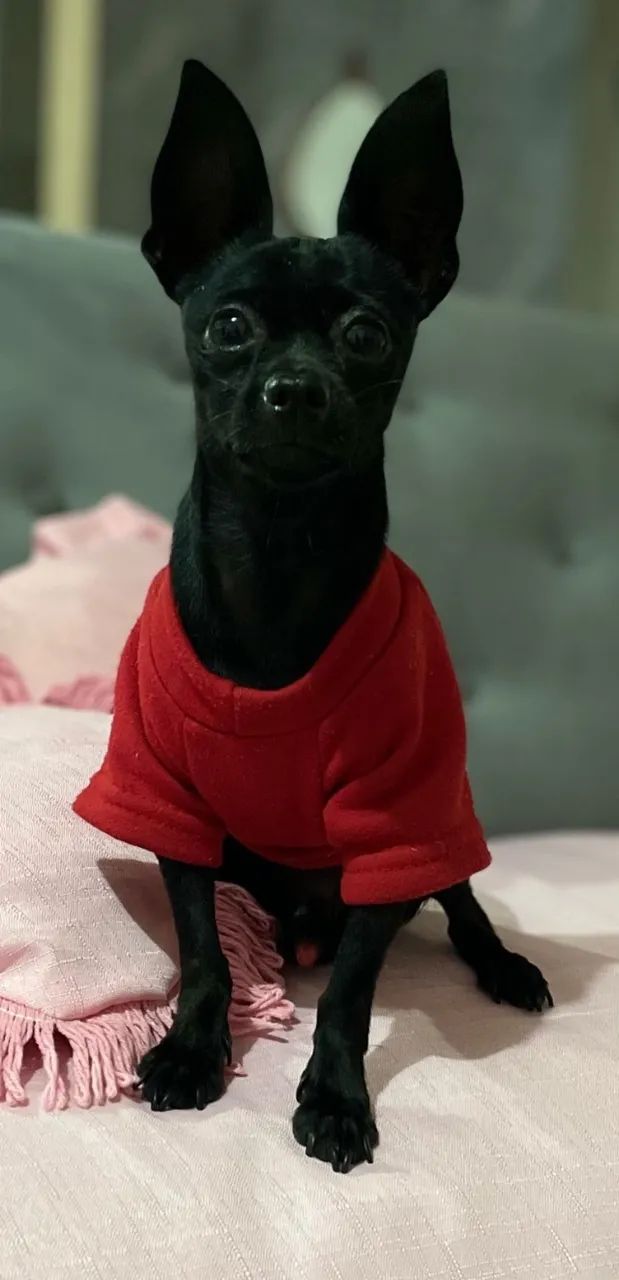 Pinscher 0 para cruzar  - Foto 3