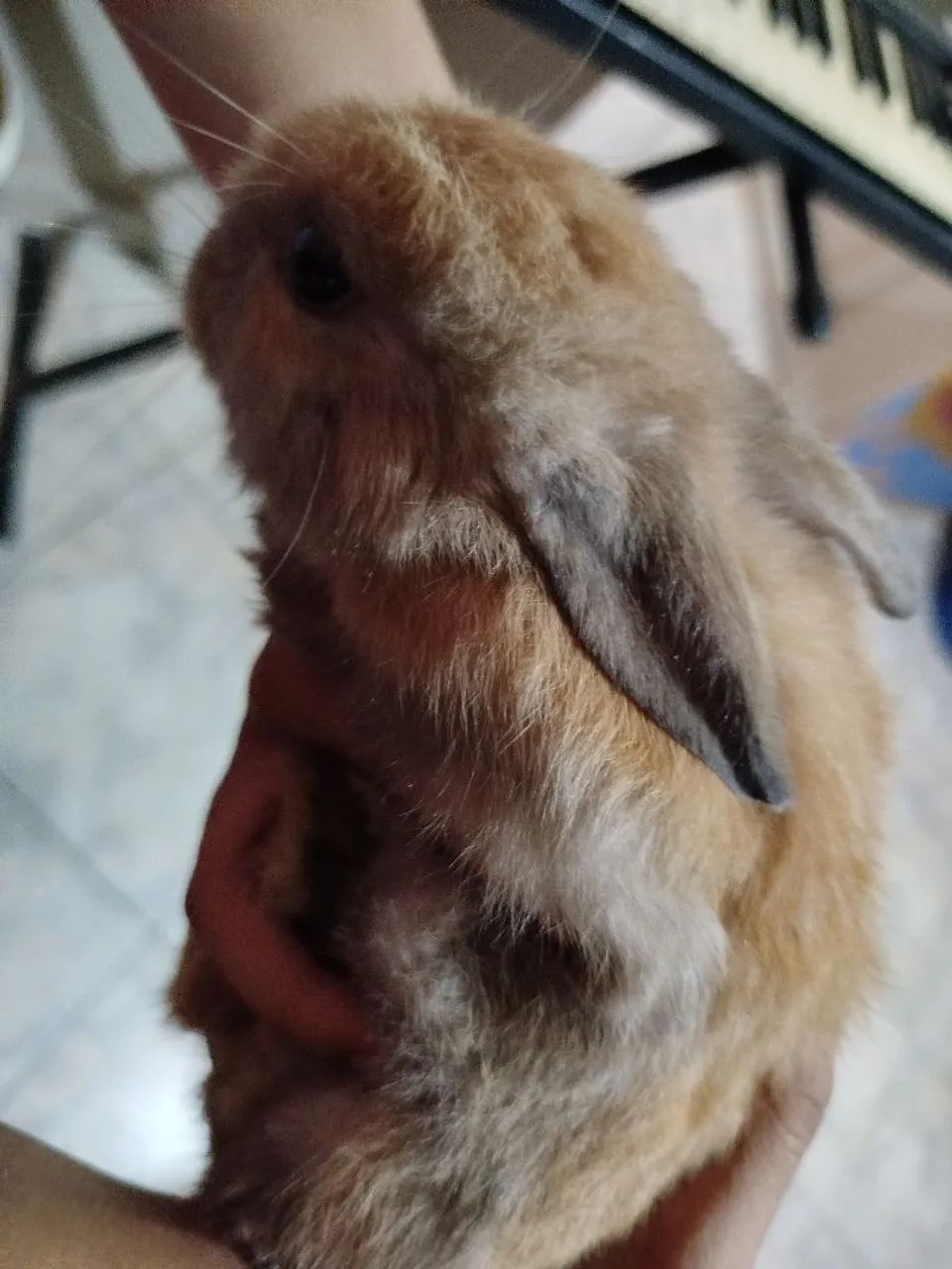 Mini coelho fêmea  - Foto 5