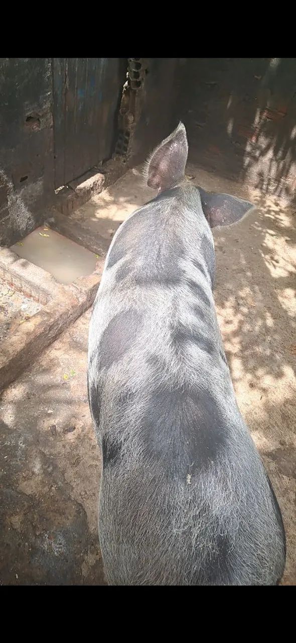 Vendo porca - Foto 4