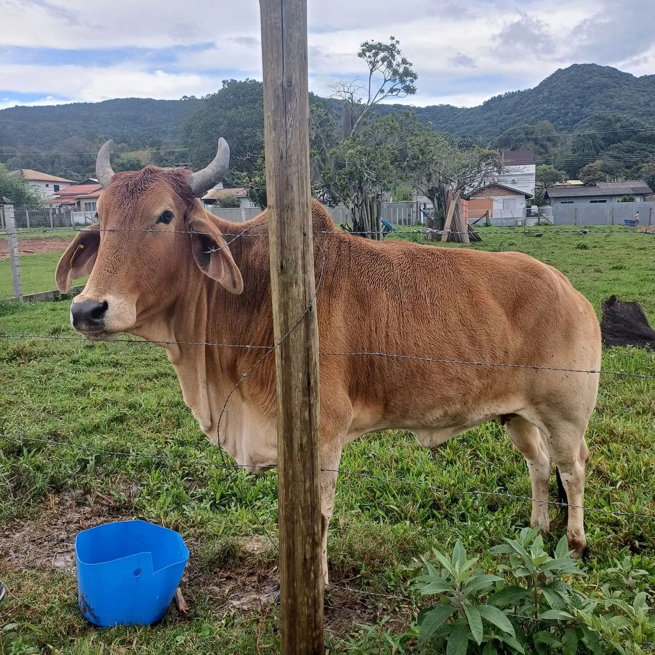 Vaca - Foto 2