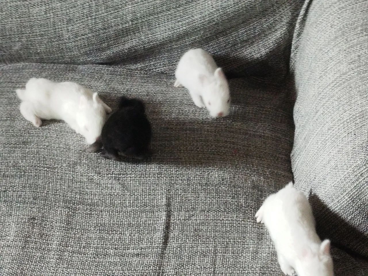 Vendo filhote de coelhos anão Netherlands o menor coelhos do mundo  