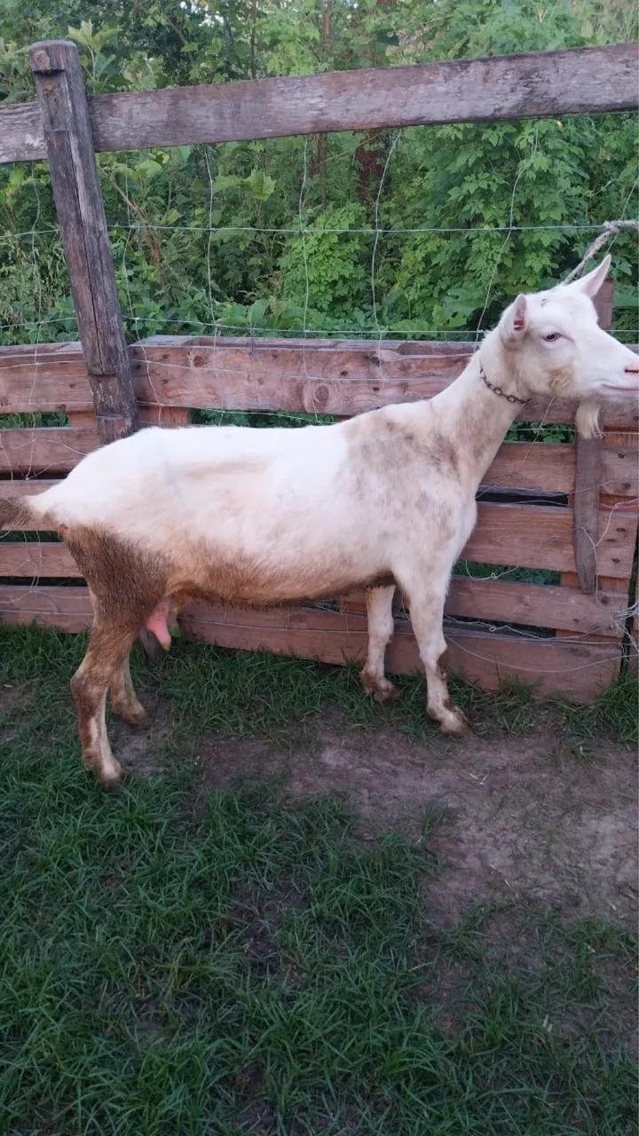 3 cabras saanem PO para abate! Imperdível !!! - Foto 2
