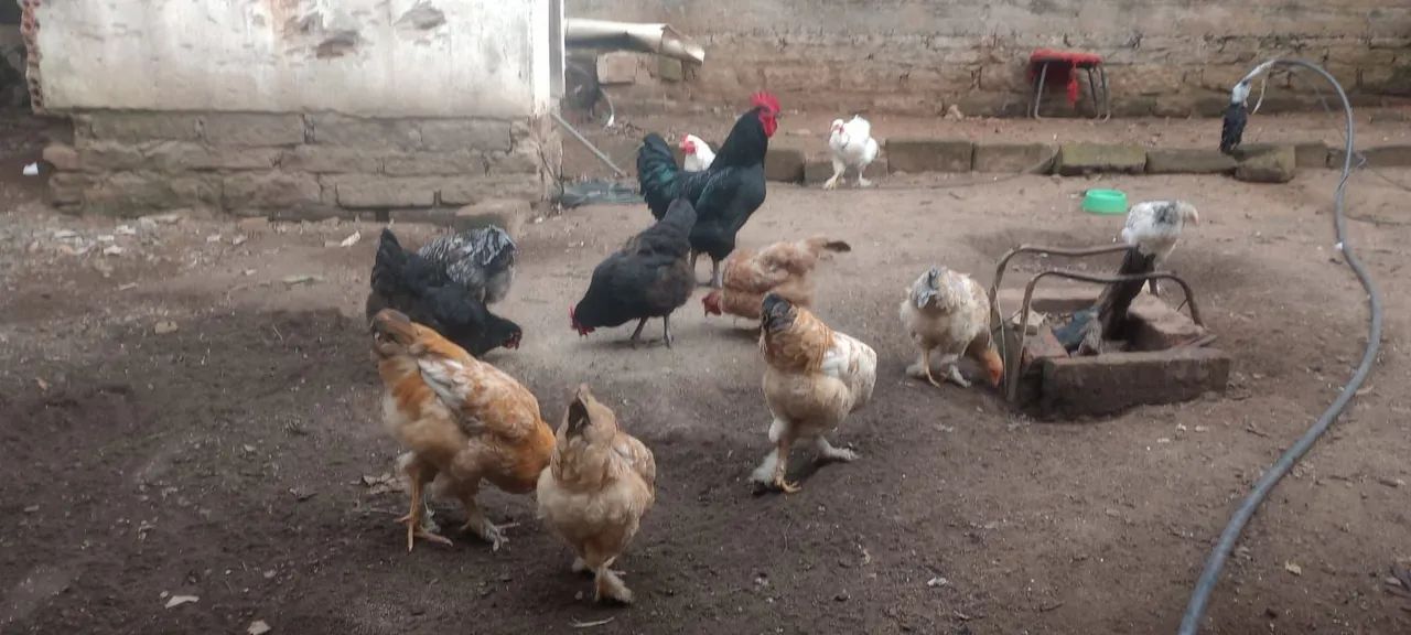 Vende galinha,galo,frago e franga - Foto 2