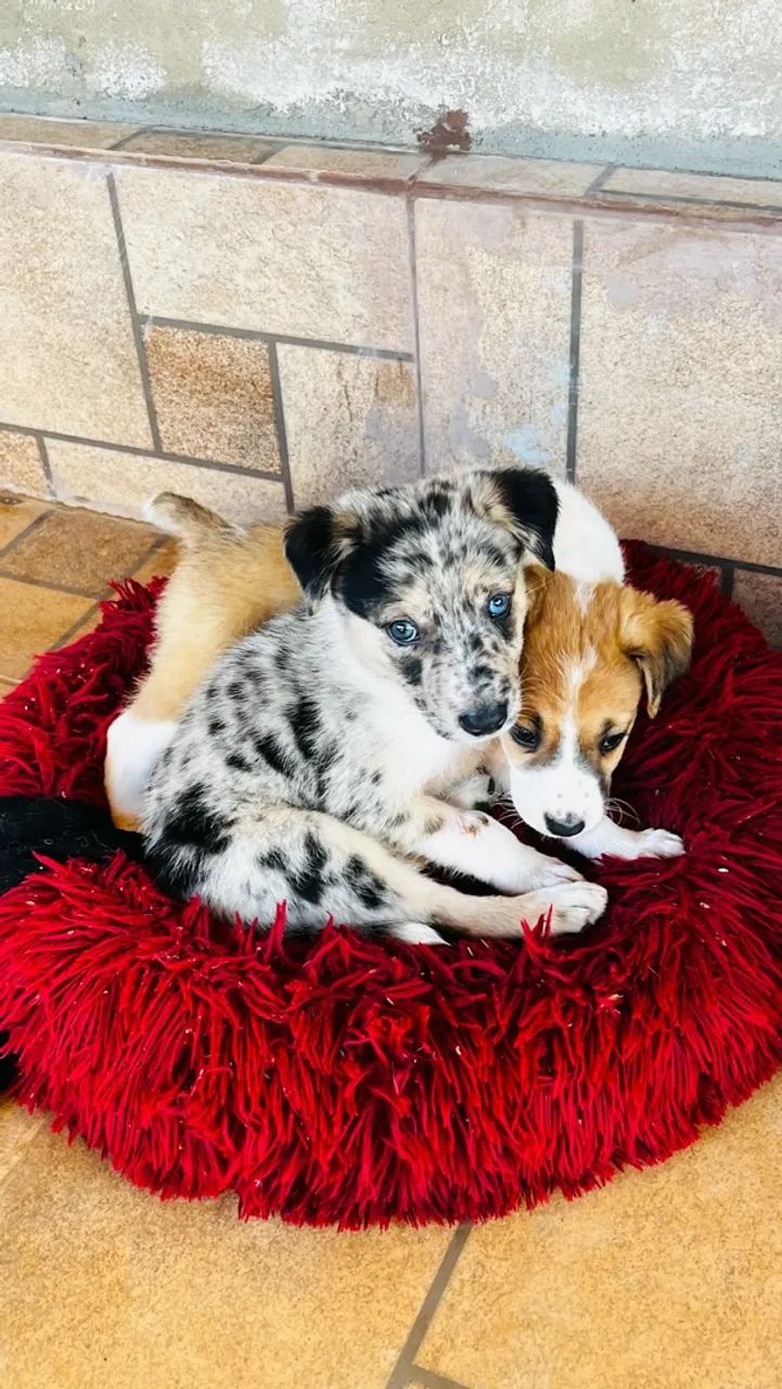 Filhotes de Border Collie
