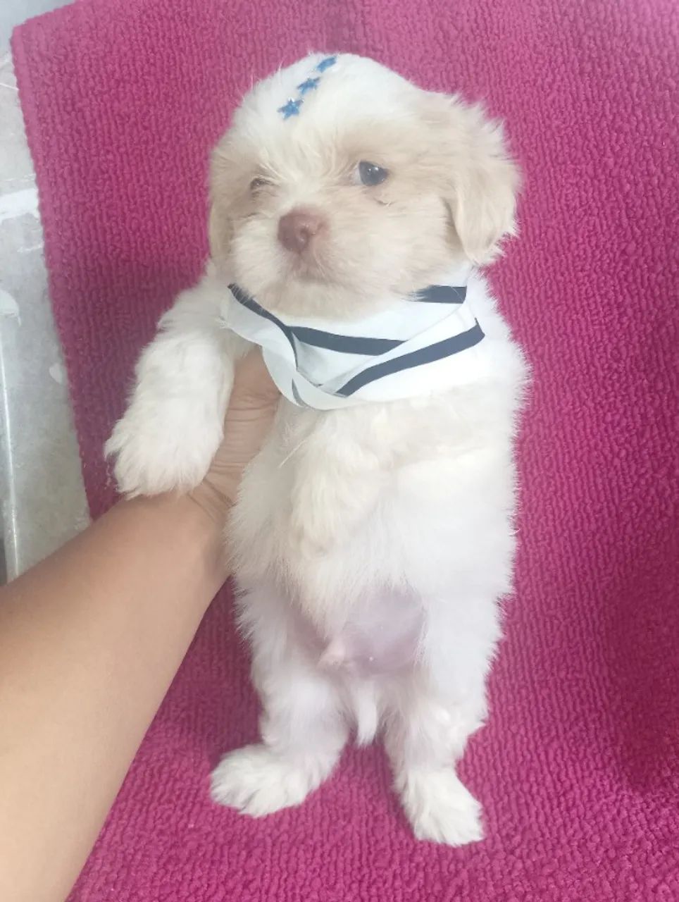 Shitzu Promoção  - Foto 4