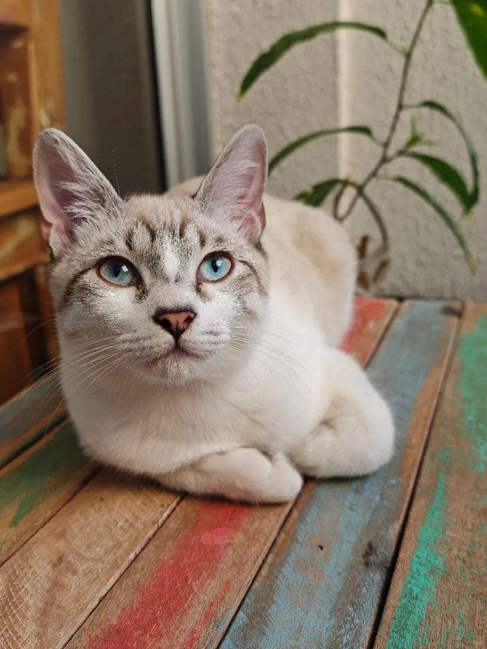 Gato doação  - Foto 2