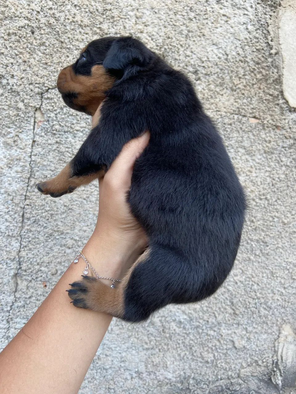 Rottweiler  - Foto 2
