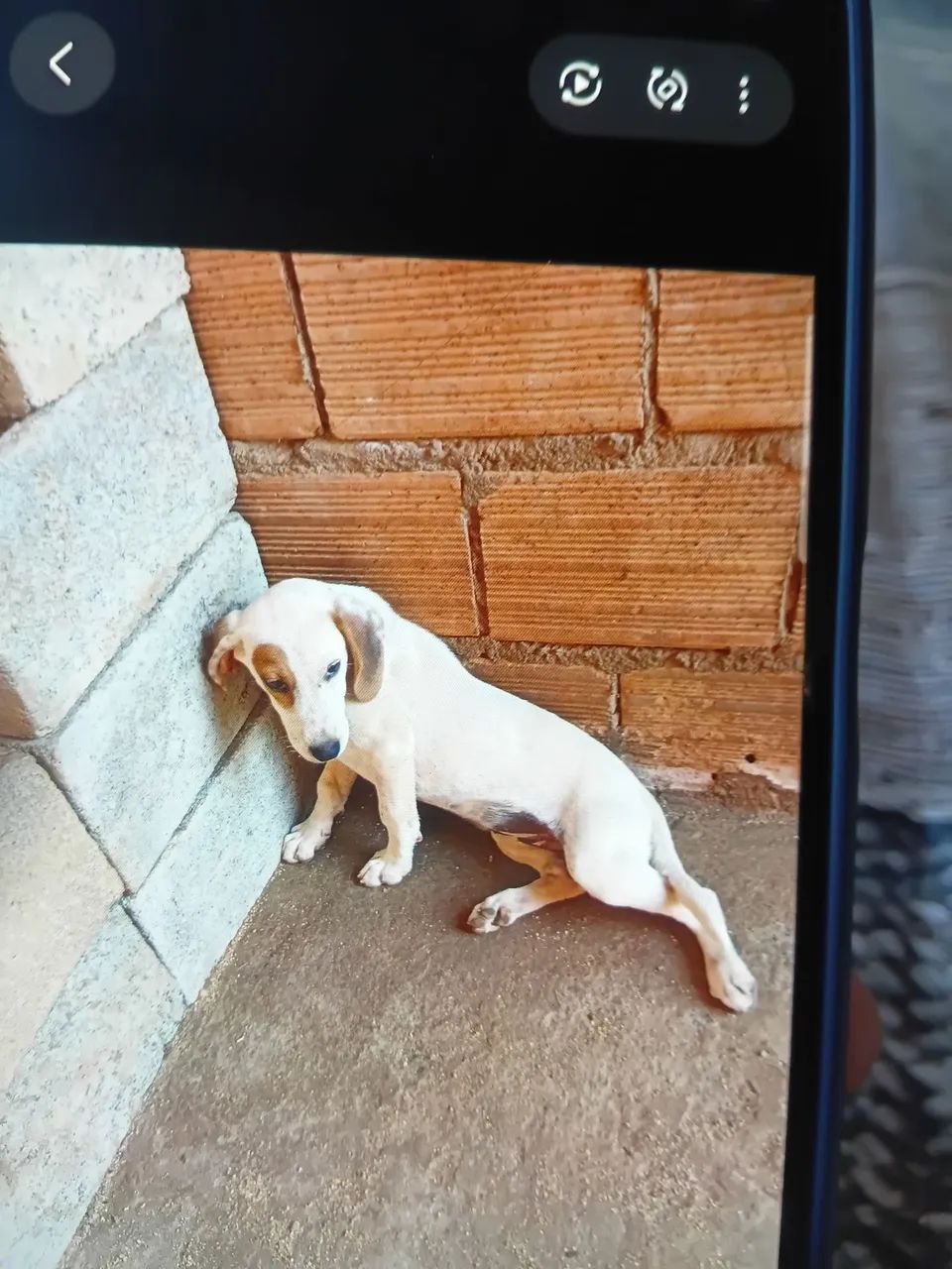 Cadela americana