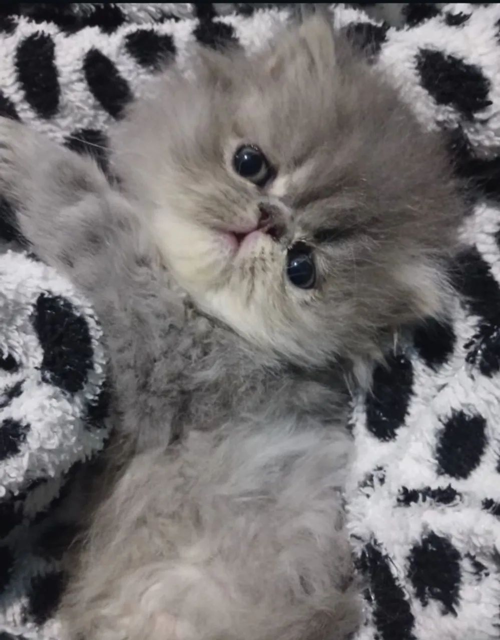 Gato persa - Foto 2