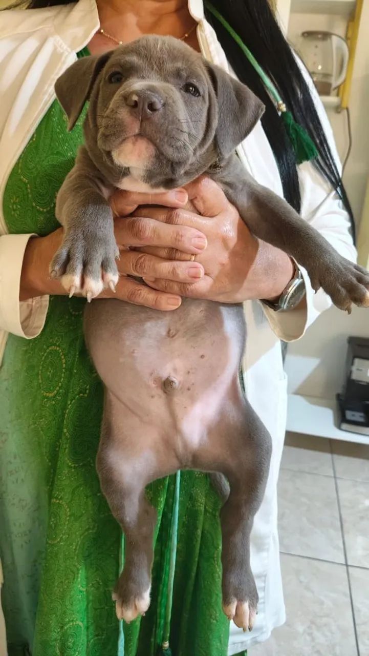 Pitbull  - Foto 2