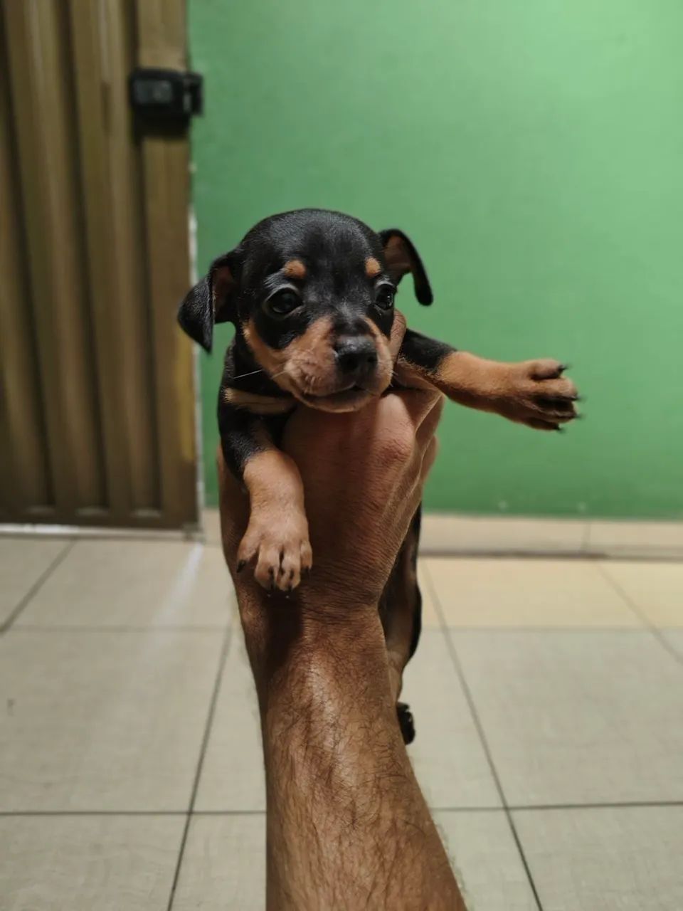 Pinscher  - Foto 5