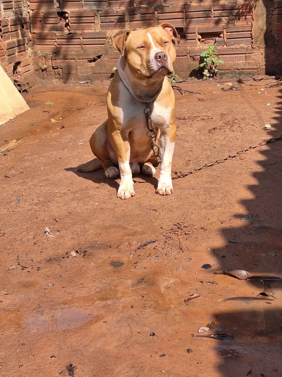 Pit bull 