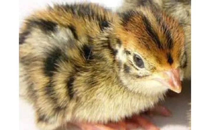 Codorna gigante  - Foto 2