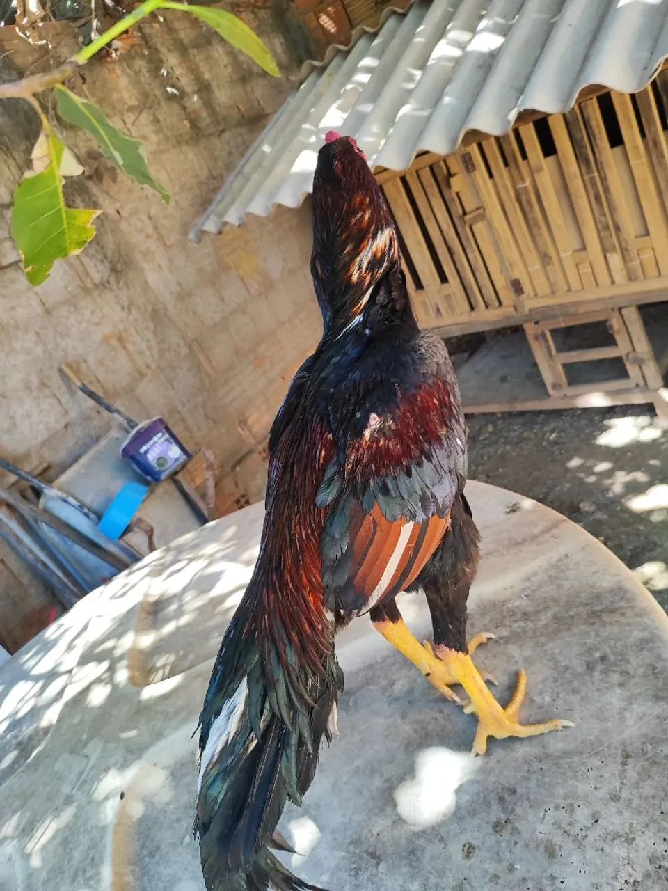 Vendo R$250 - Foto 4