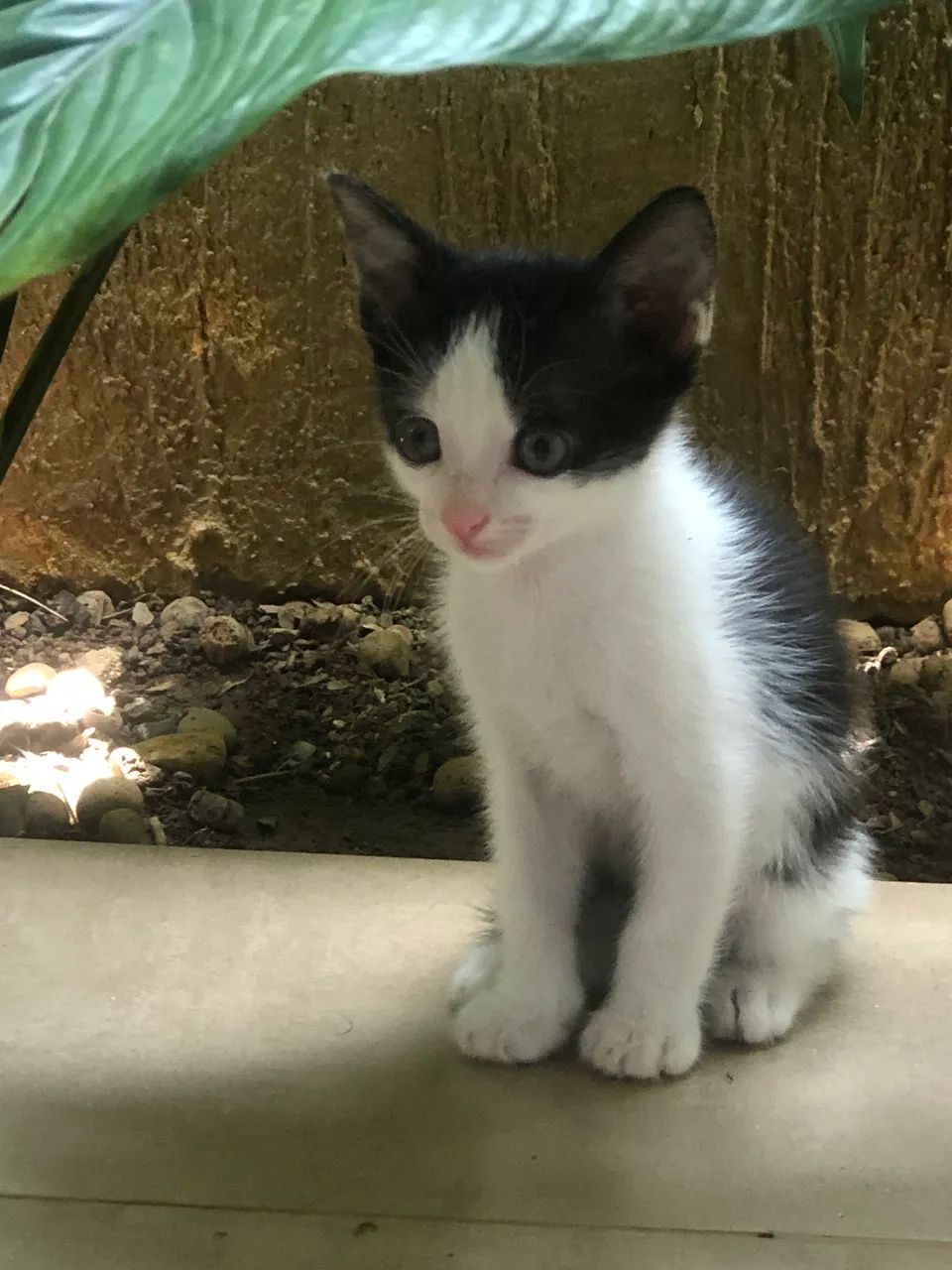 Doação de gatinhos - Foto 3