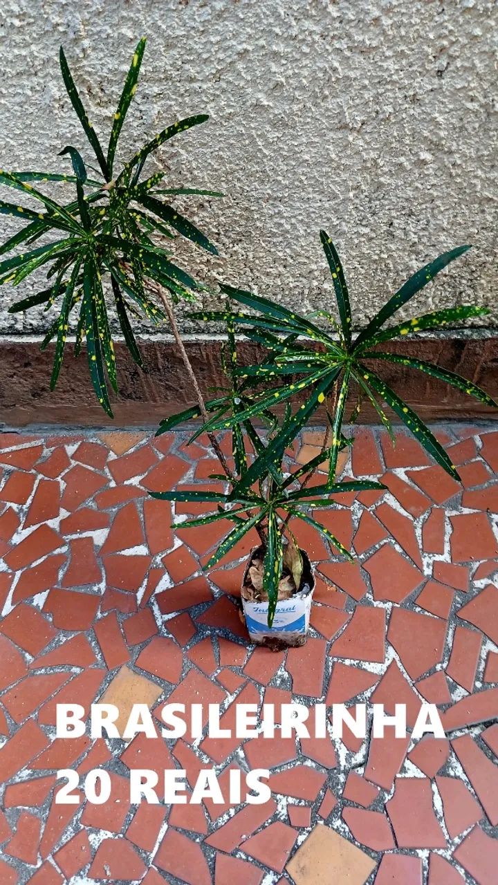 terra adubada - Foto 3