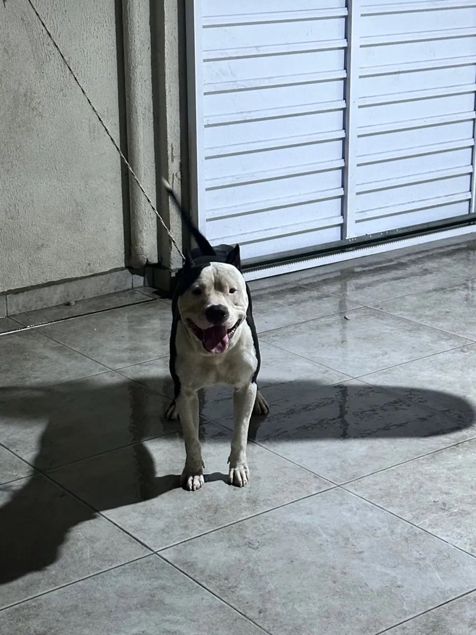 Doação Pitbull Dócil 