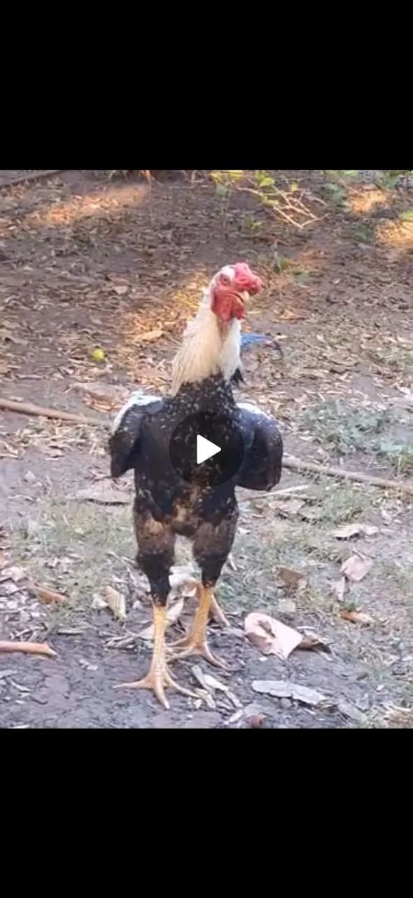 galo  - Foto 4