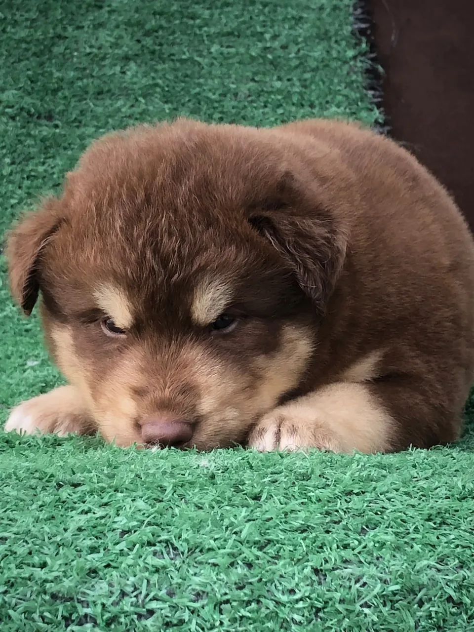 Husky siberiano 