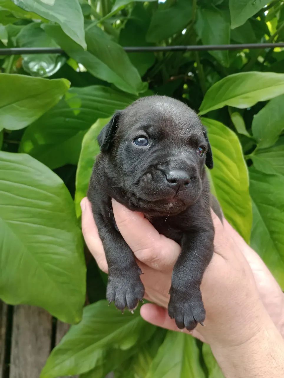 Cachorro  - Foto 5