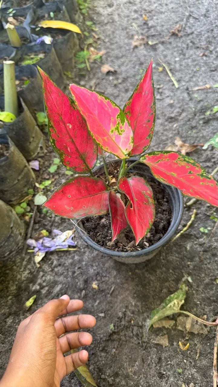 Plantas - Foto 5