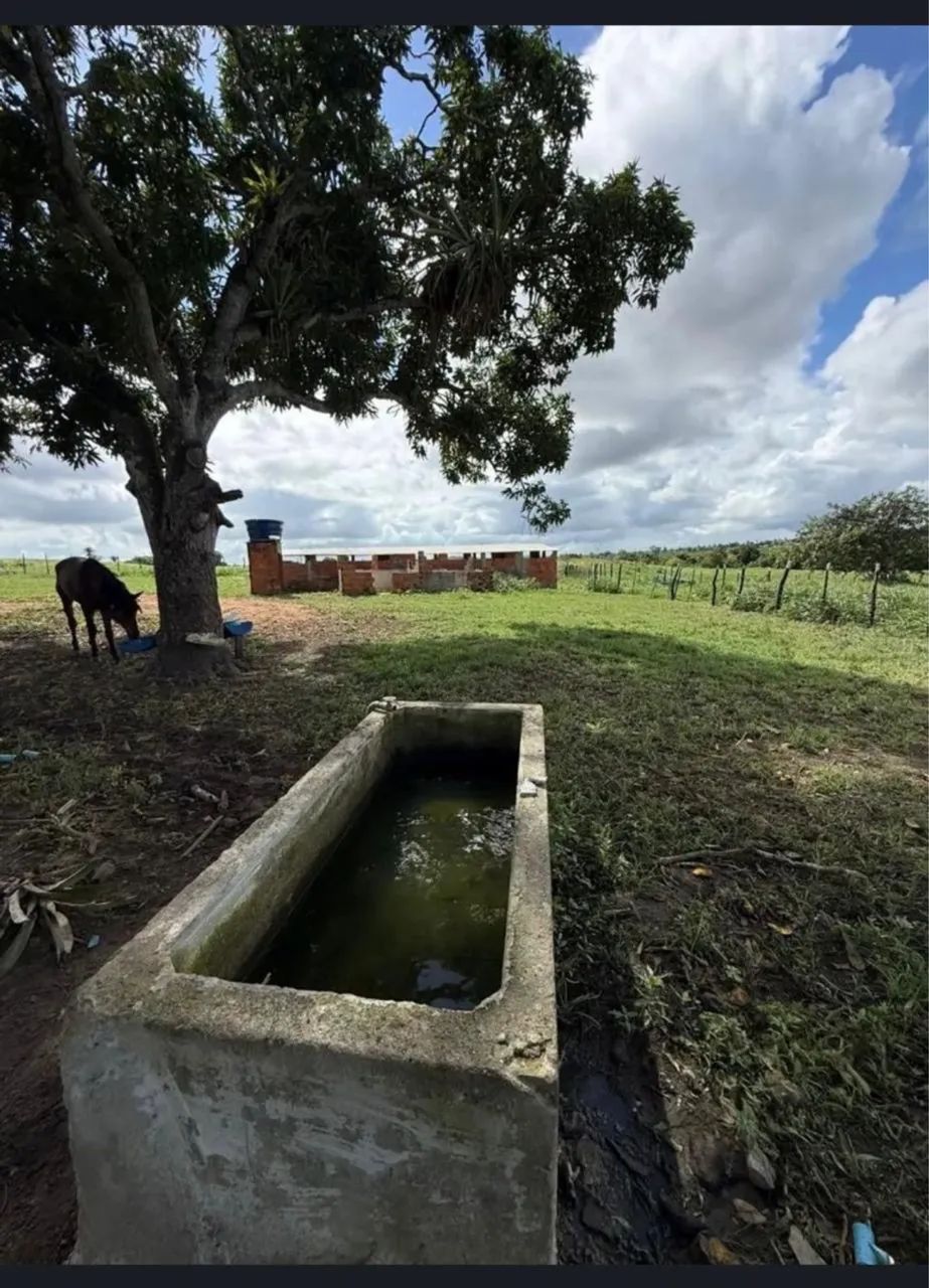 Vendo Fazenda em Lagarto  - Foto 5