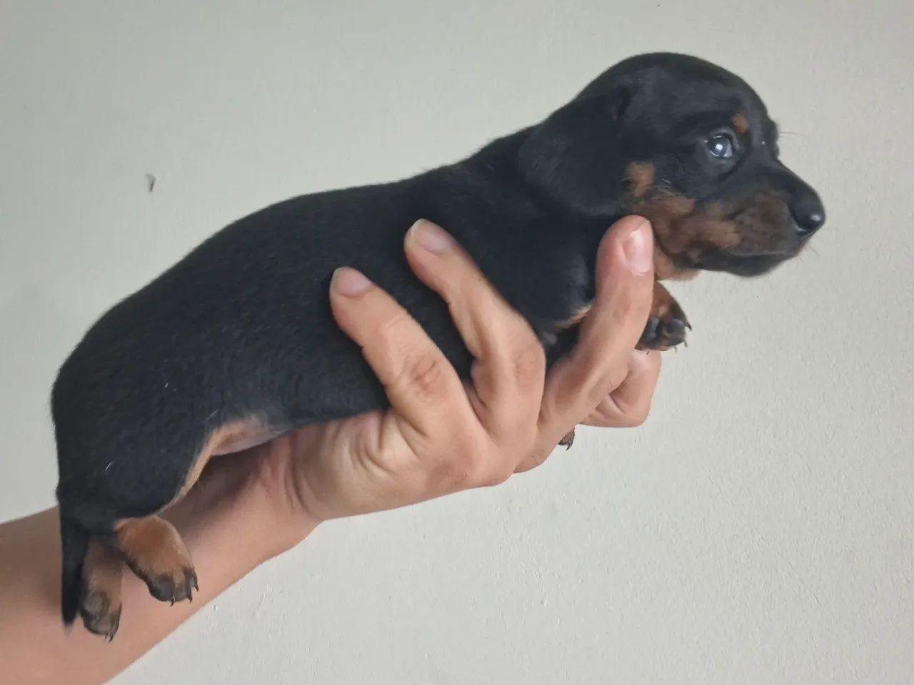 Daschund filhotes  - Foto 3