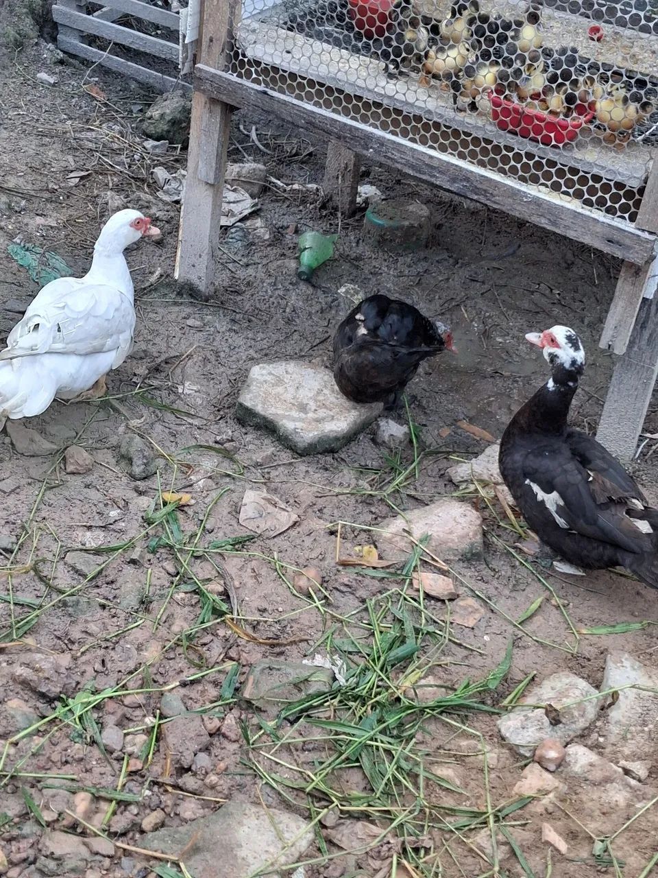 Patas - Foto 4