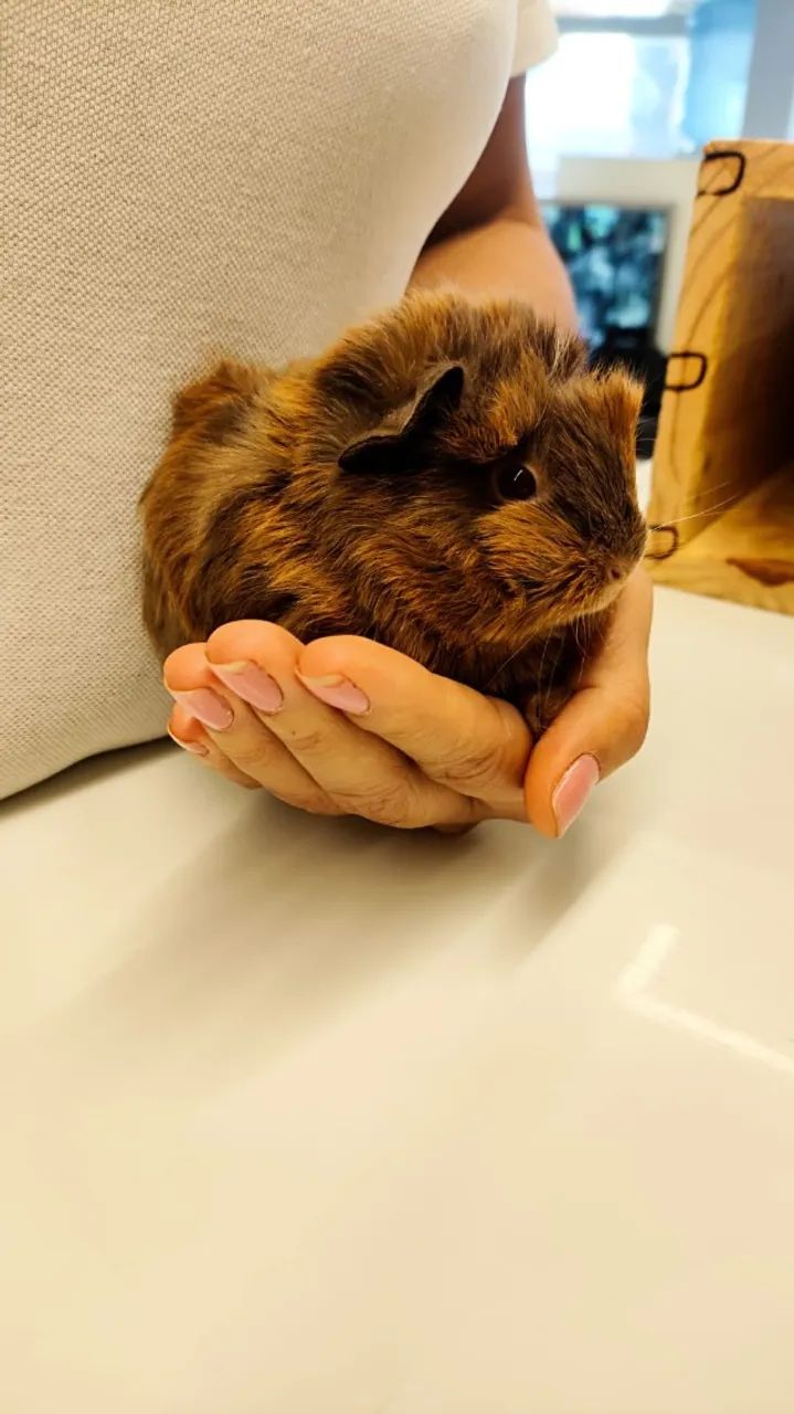 Filhotinhos de Porquinho da india - Foto 4