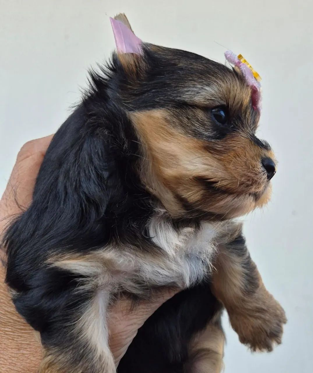 Yorkshire terrier  - Foto 4