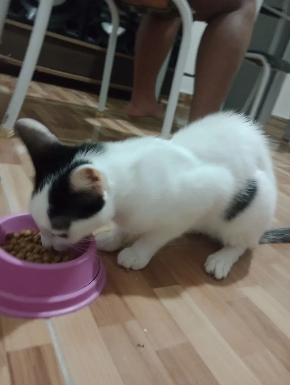 Adoção Responsável  - Foto 4