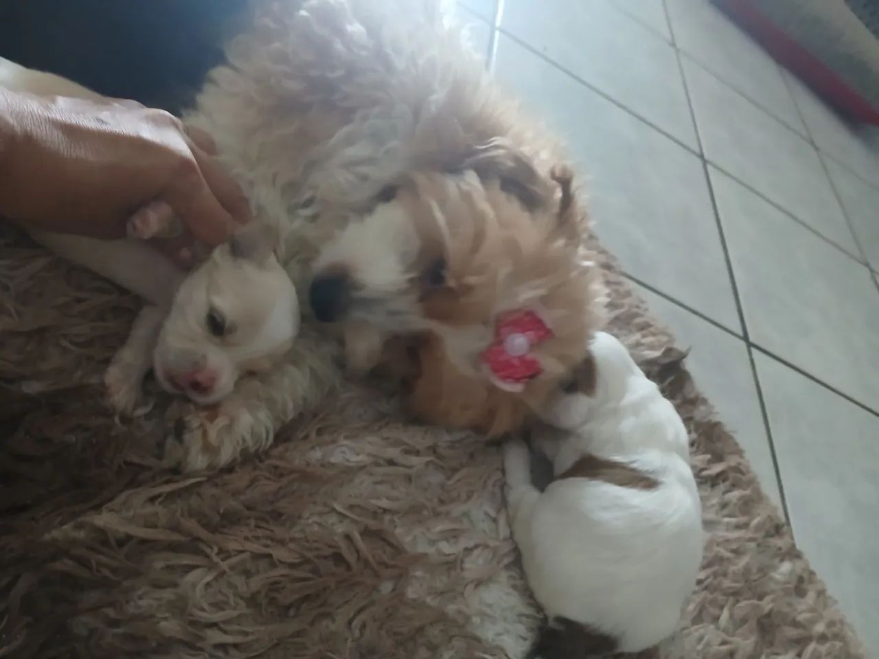 Shitzu  - Foto 3