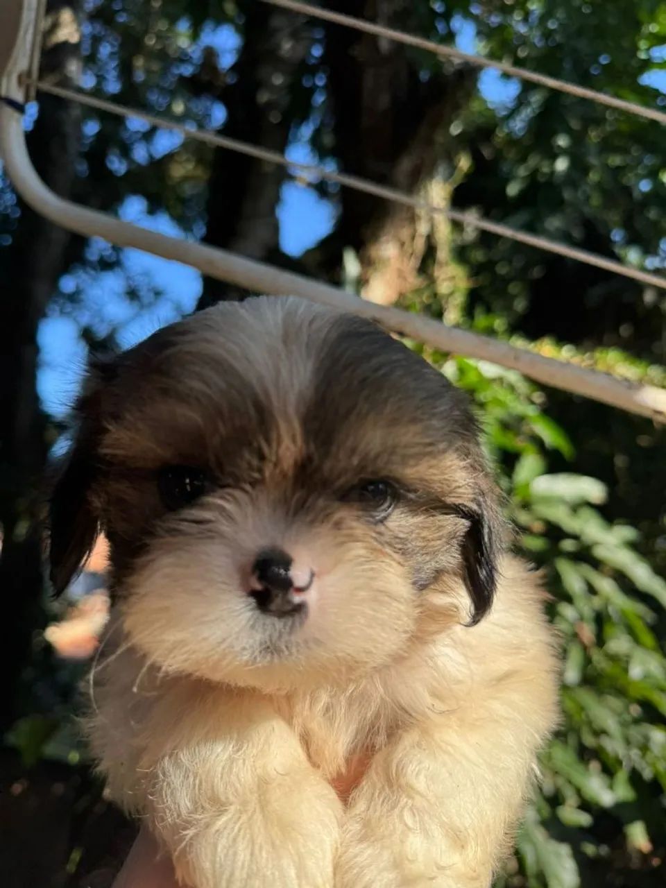 Shih-tzu original com pedigree (venda) - Foto 2