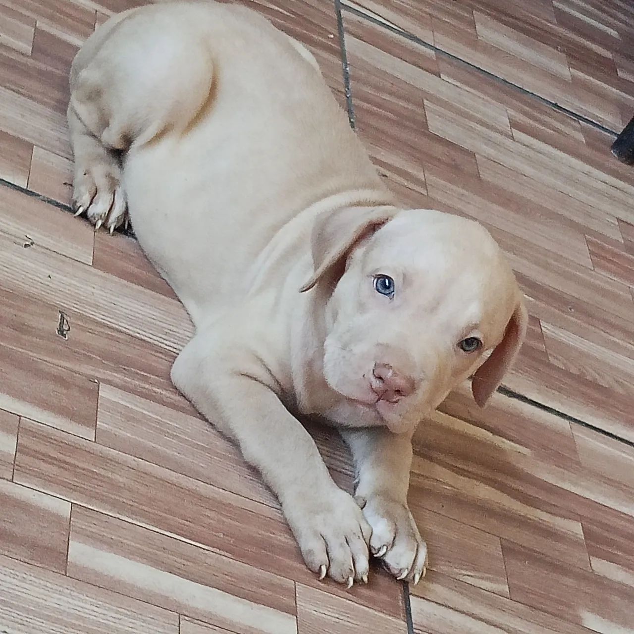 Cachorro Pitbull  - Foto 3