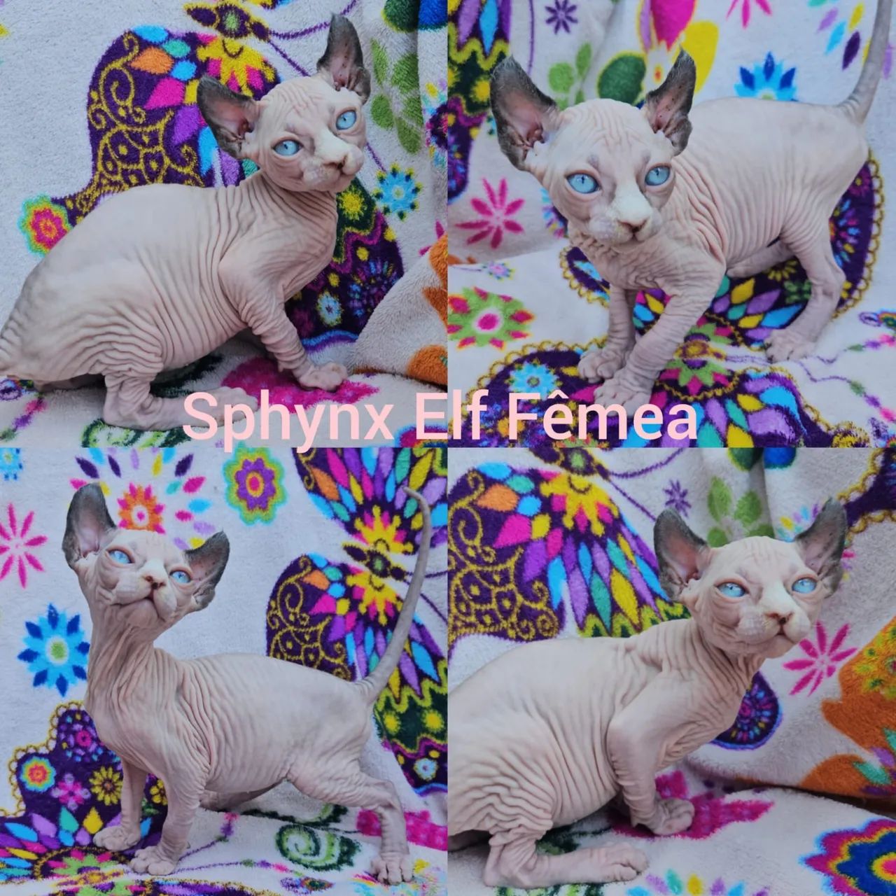 Sphynx padrão e Elf Filhotes - Gatil Bsb Cat - Foto 3