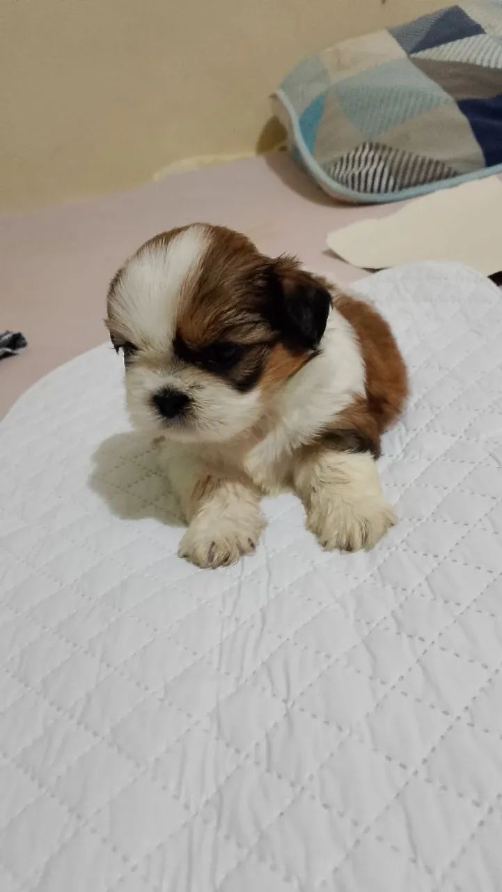 Shitzu mini machinho  - Foto 3