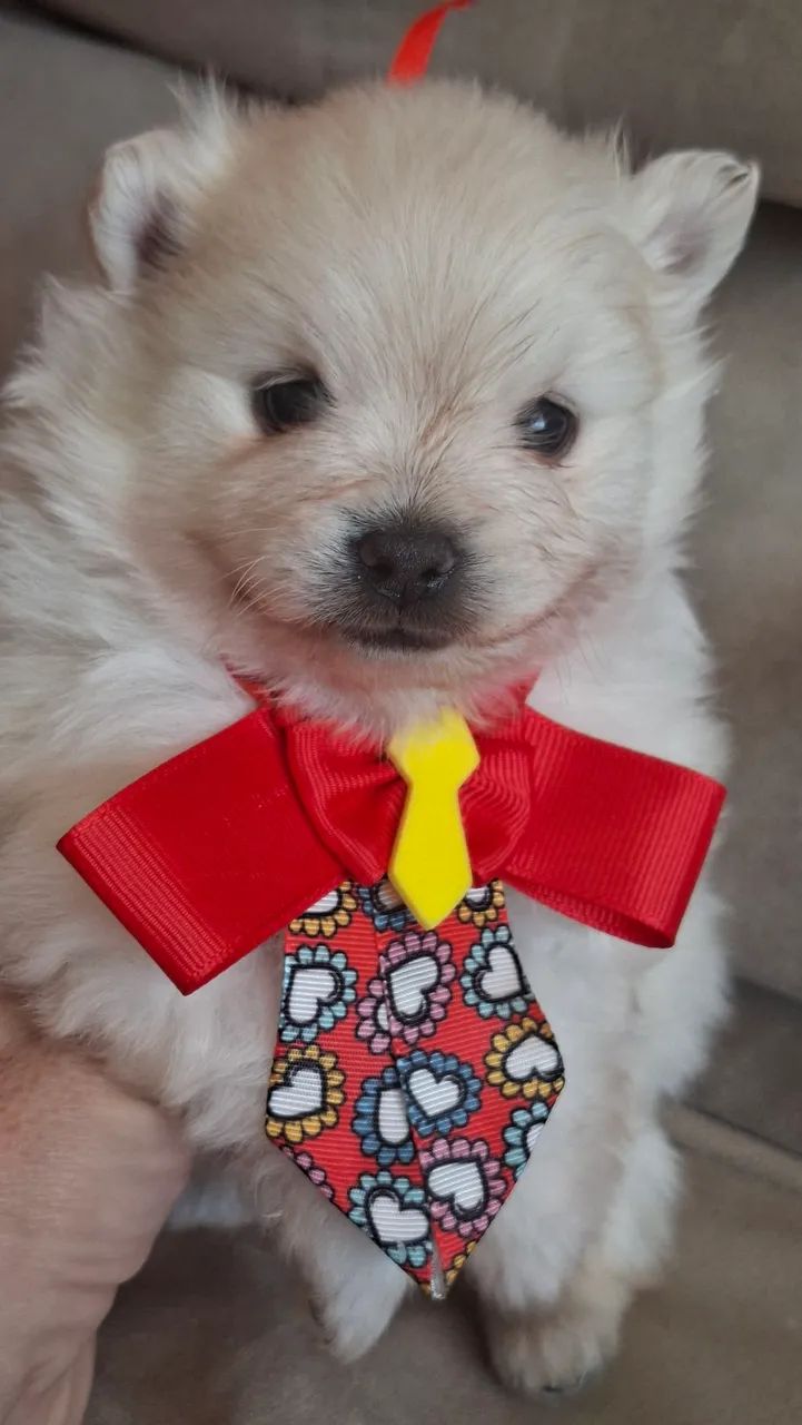 SPITZ ALEMÃO  URSINHO BRANCO PERFEITO - Foto 4