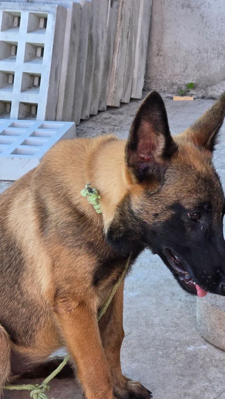 Pastor Belga Malinois puro - Foto 2